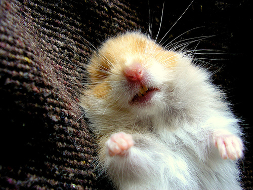 A post-marital spinster’s rationalization hamster in the final stages of exhaustion.