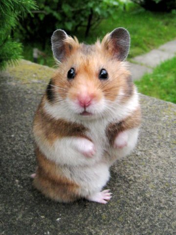 Scientists observe the rationalization hamster.