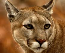 16 Ways To Spot A Cougar