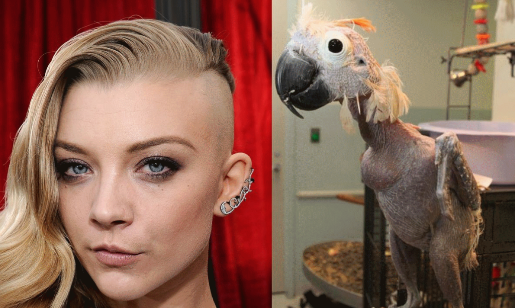 Girls With Skrillex Haircuts Are Like Sick Parrots