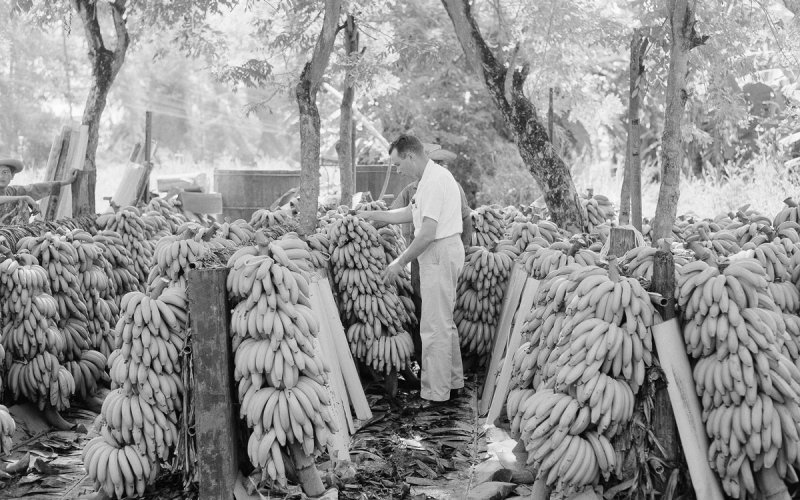 The Fascinating Story Of The Banana Man