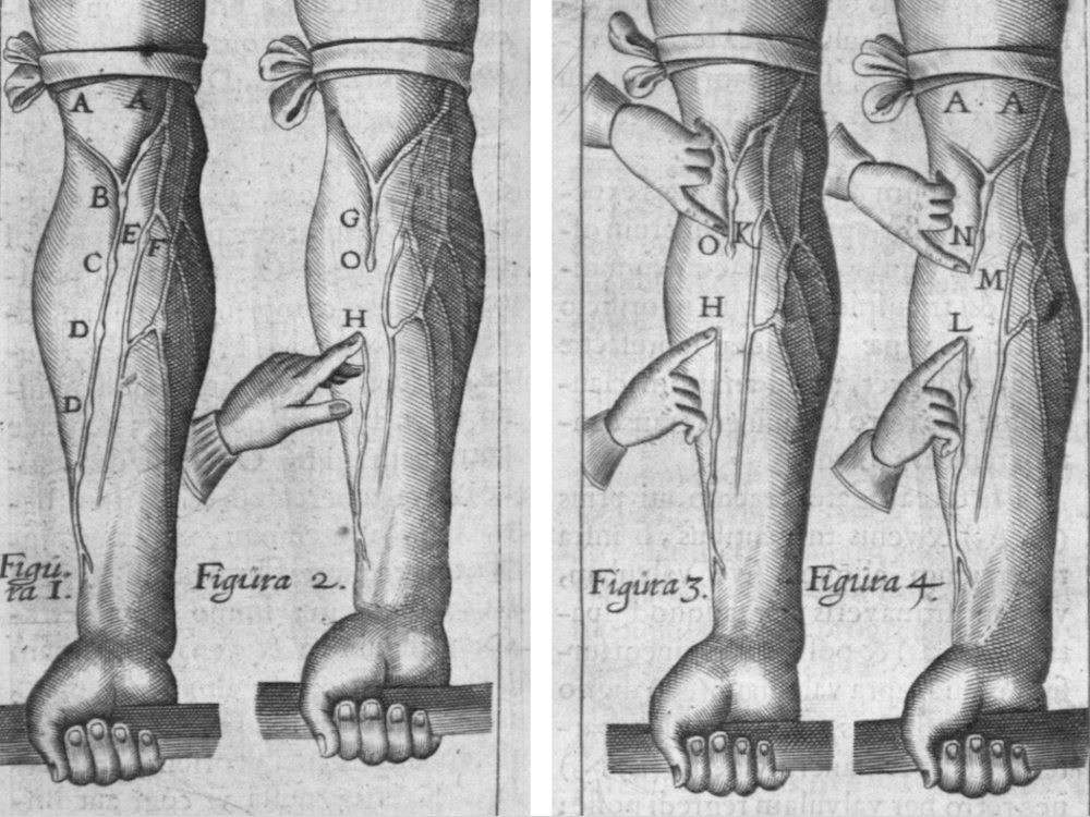 William Harvey Explains The Circulatory System