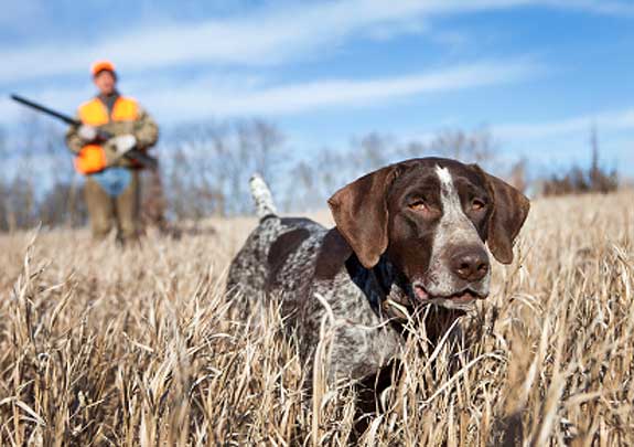 What I Learned About Human Nature From One Year Of Gun Dog Training