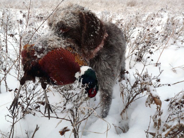 What I Learned About Human Nature From One Year Of Gun Dog Training