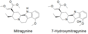 How Kratom Can Help With Your Weightlifting Routine