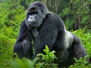 How Adopting The Gorilla Mindset Can Improve Your Life