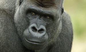 How Adopting The Gorilla Mindset Can Improve Your Life