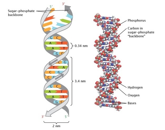 Research Suggests That A Woman’s Body Incorporates DNA From The Semen Of Her Casual Sex Partners