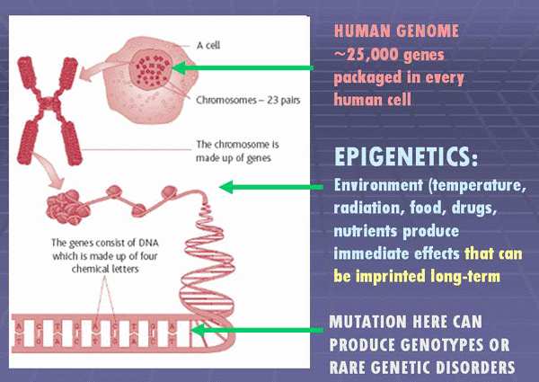 Research Suggests That A Woman’s Body Incorporates DNA From The Semen Of Her Casual Sex Partners