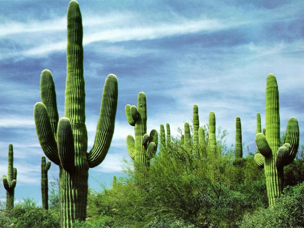 A Brief Introduction To The City Of Tucson, Arizona