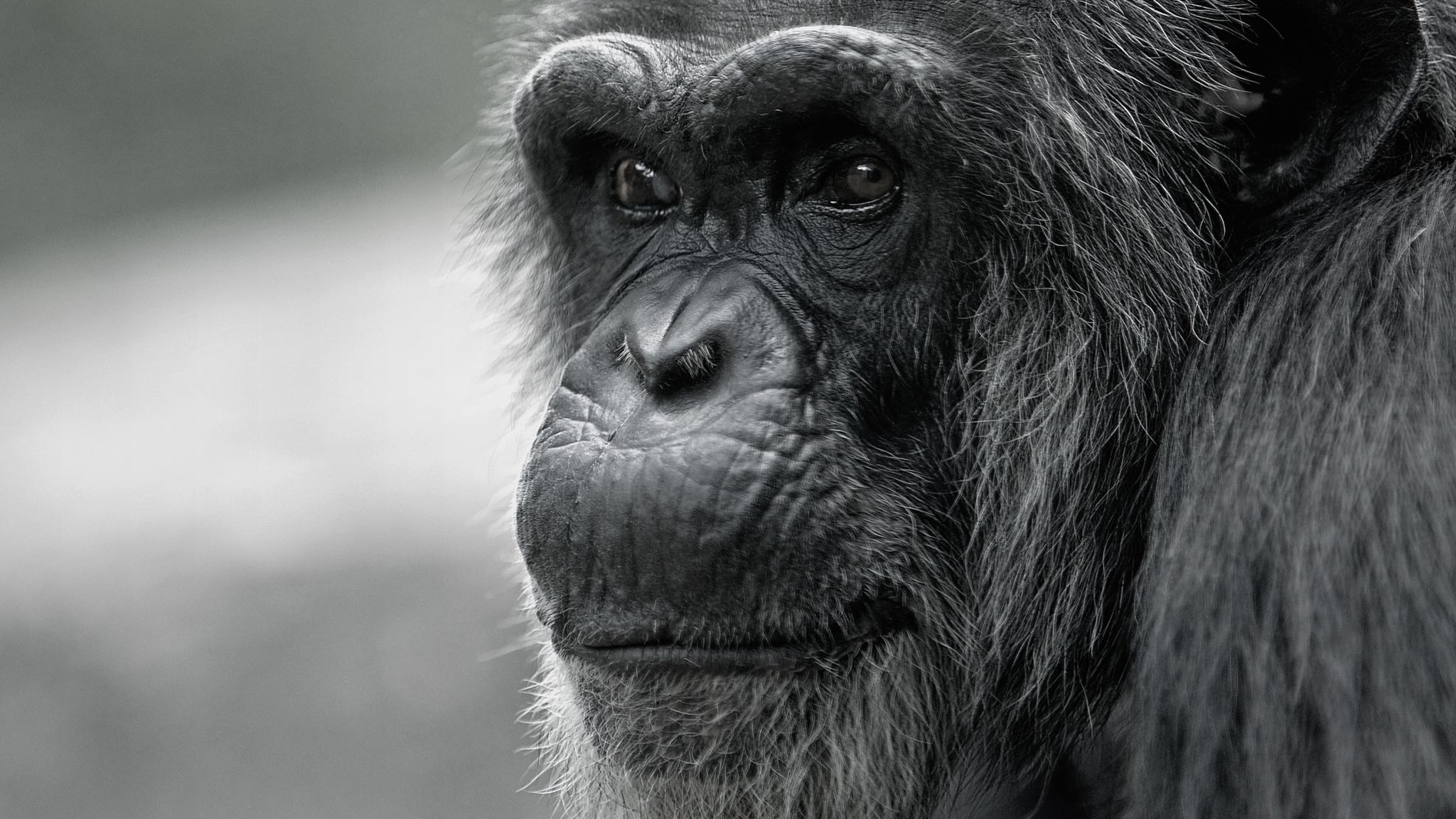 4 Surprising Ways That Chimpanzees And Bonobos Show The Decline Of Our Society