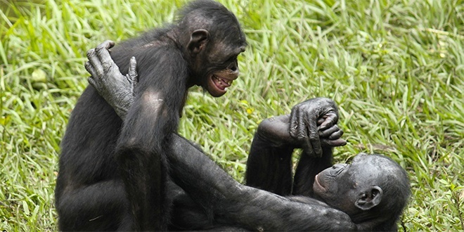 4 Surprising Ways That Chimpanzees And Bonobos Show The Decline Of Our Society