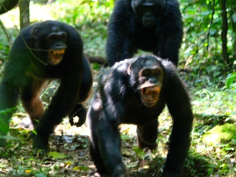 4 Surprising Ways That Chimpanzees And Bonobos Show The Decline Of Our Society