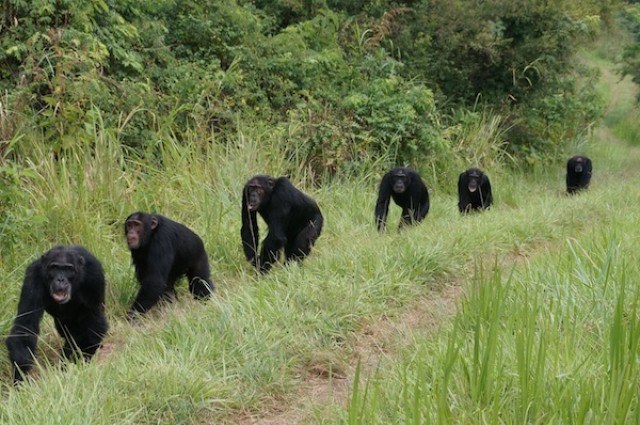 4 Surprising Ways That Chimpanzees And Bonobos Show The Decline Of Our Society