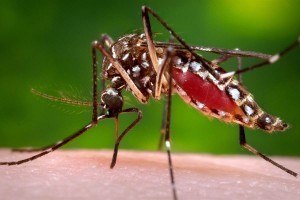 Why Is The United States Doing So Little To Halt The Spread Of Zika Virus?