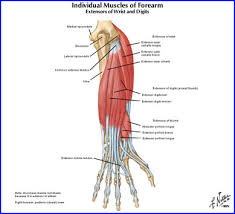 4 Esoteric Methods For Increasing Your Grip Strength