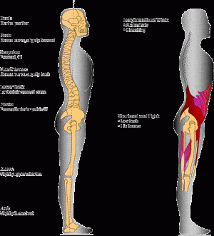 Why You Likely Have Bad Posture