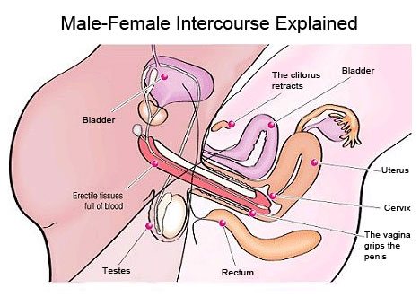 The 3 Purposes Of Women