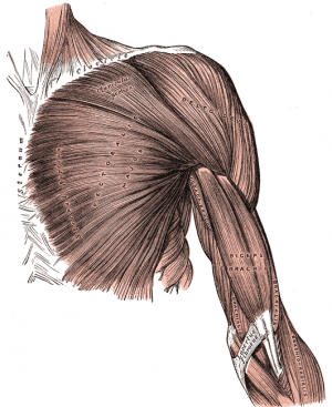 How To Make Your Chest Muscles Stand Out With Maxalding