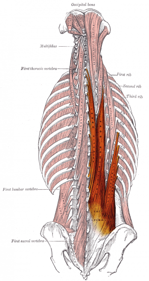 The Thrust Is A Must (The Importance Of Core Strength)