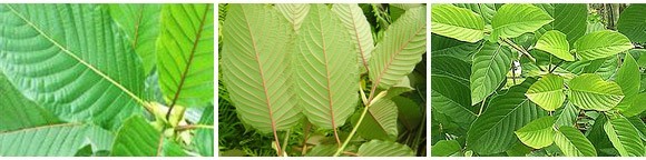 How To Use Individual Kratom Strains To Crush Your Goals