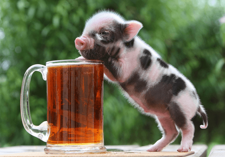 Why I Ate My Pet Pig And You Should Too