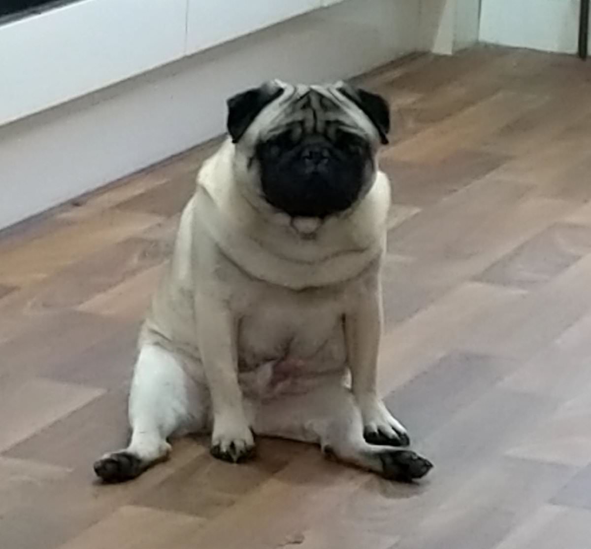 Scottish Man Convicted Of “Hate Crime” For Teaching An Ugly Pug How To Do Nazi Salutes