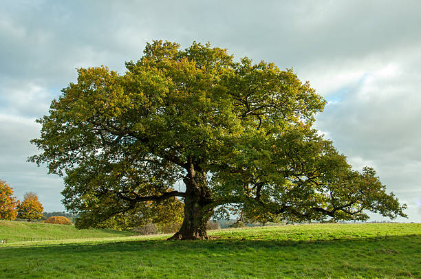 Be Like A Tree