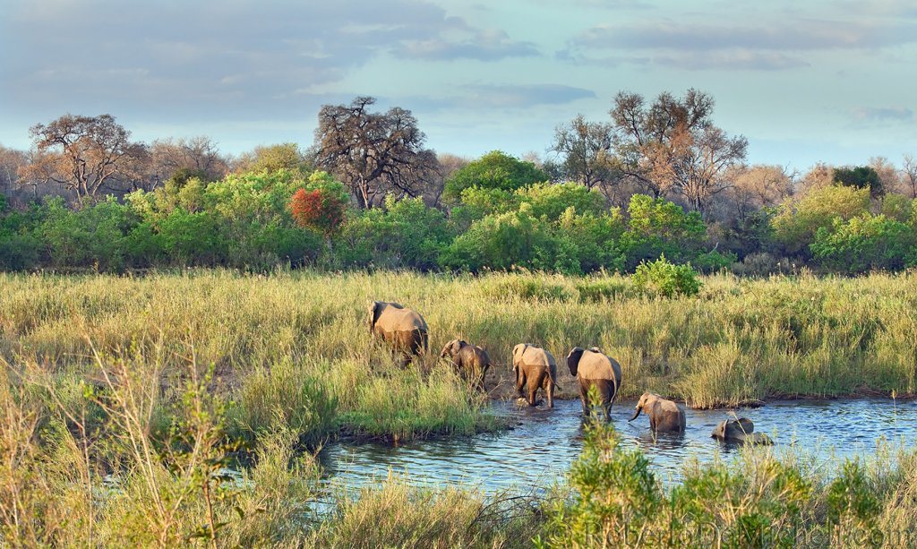 The Search For Meaning In South Africa’s Kruger Park