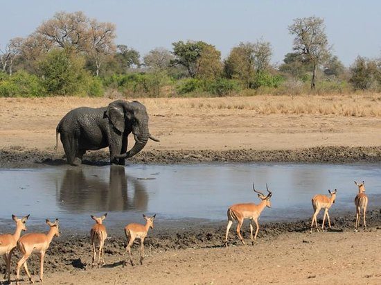 The Search For Meaning In South Africa’s Kruger Park