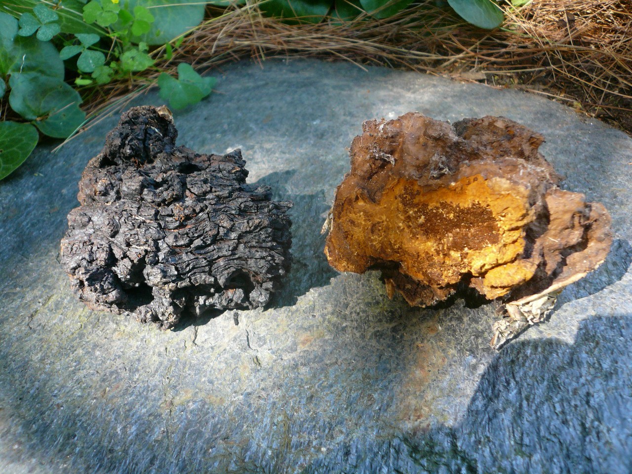 4 Reasons You Should Start Drinking Alaska Chaga Tea